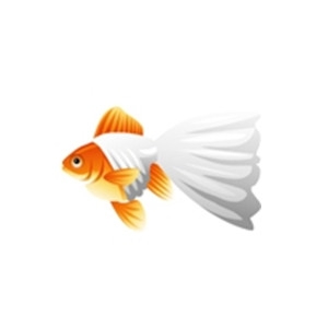 Angel Goldfish